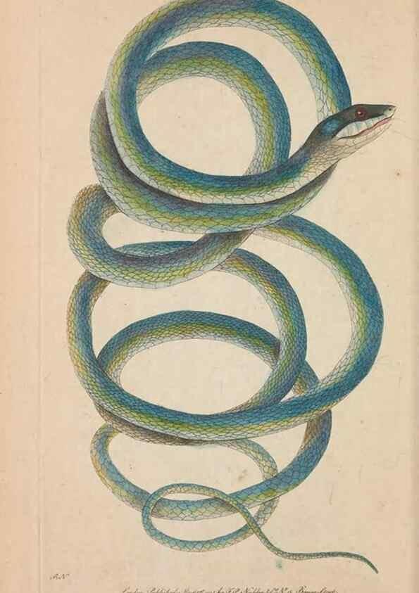 Reproducción/Reproduction 30780714041: The naturalist's miscellany, or Coloured figures of natural objects. London :Printed for Nodder & Co.,1789-1813