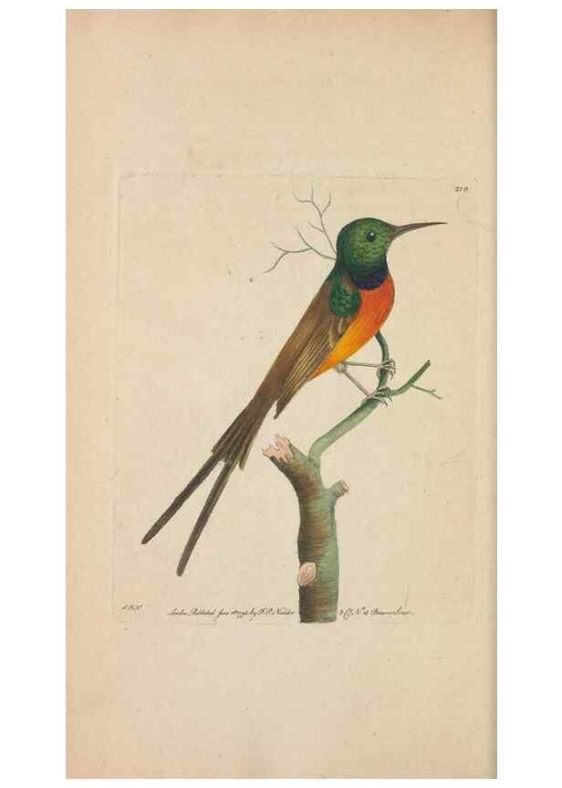 Reproducción/Reproduction 30780715041: The naturalist's miscellany, or Coloured figures of natural objects. London :Printed for Nodder & Co.,1789-1813