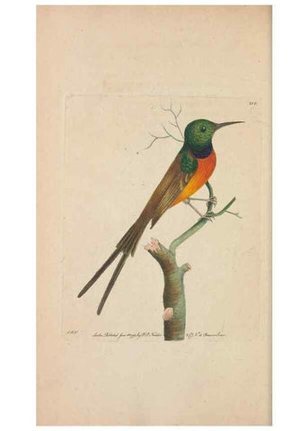 Reproducción/Reproduction 30780715041: The naturalist's miscellany, or Coloured figures of natural objects. London :Printed for Nodder & Co.,1789-1813