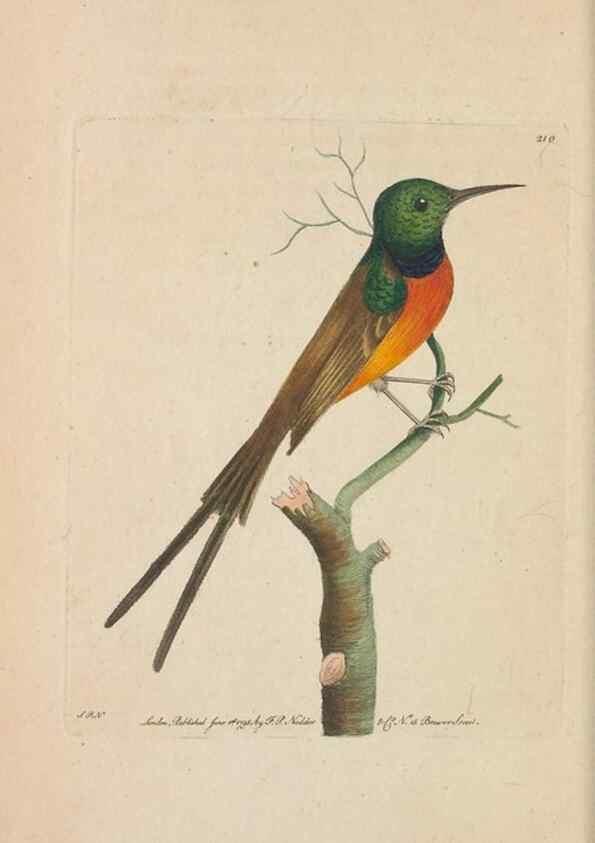 Reproducción/Reproduction 30780715041: The naturalist's miscellany, or Coloured figures of natural objects. London :Printed for Nodder & Co.,1789-1813