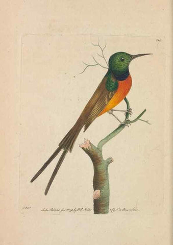 Reproducción/Reproduction 30780715041: The naturalist's miscellany, or Coloured figures of natural objects. London :Printed for Nodder & Co.,1789-1813
