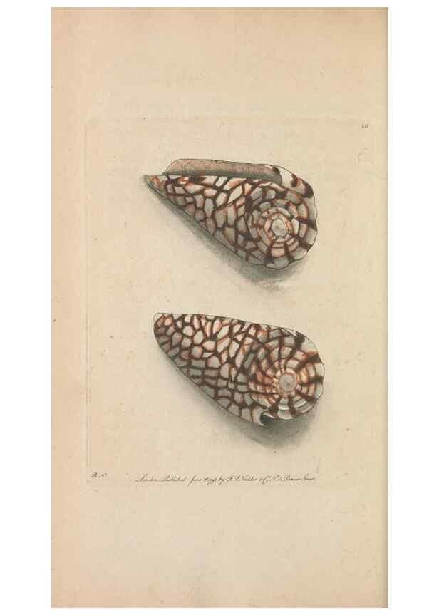 Reproducción/Reproduction 30236800094: The naturalist's miscellany, or Coloured figures of natural objects. London :Printed for Nodder & Co.,1789-1813
