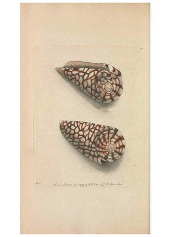 Reproducción/Reproduction 30236800094: The naturalist's miscellany, or Coloured figures of natural objects. London :Printed for Nodder & Co.,1789-1813