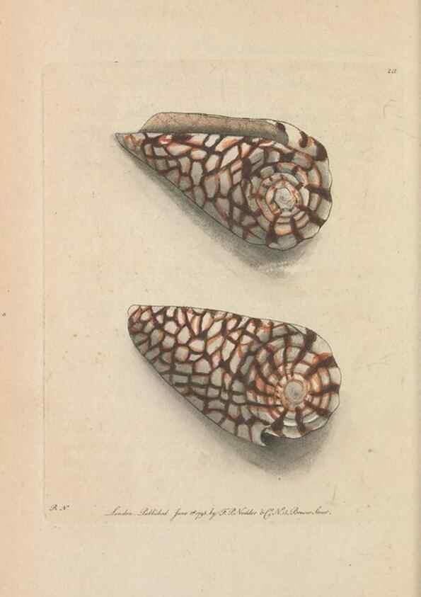 Reproducción/Reproduction 30236800094: The naturalist's miscellany, or Coloured figures of natural objects. London :Printed for Nodder & Co.,1789-1813