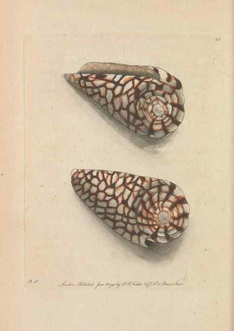 Reproducción/Reproduction 30236800094: The naturalist's miscellany, or Coloured figures of natural objects. London :Printed for Nodder & Co.,1789-1813