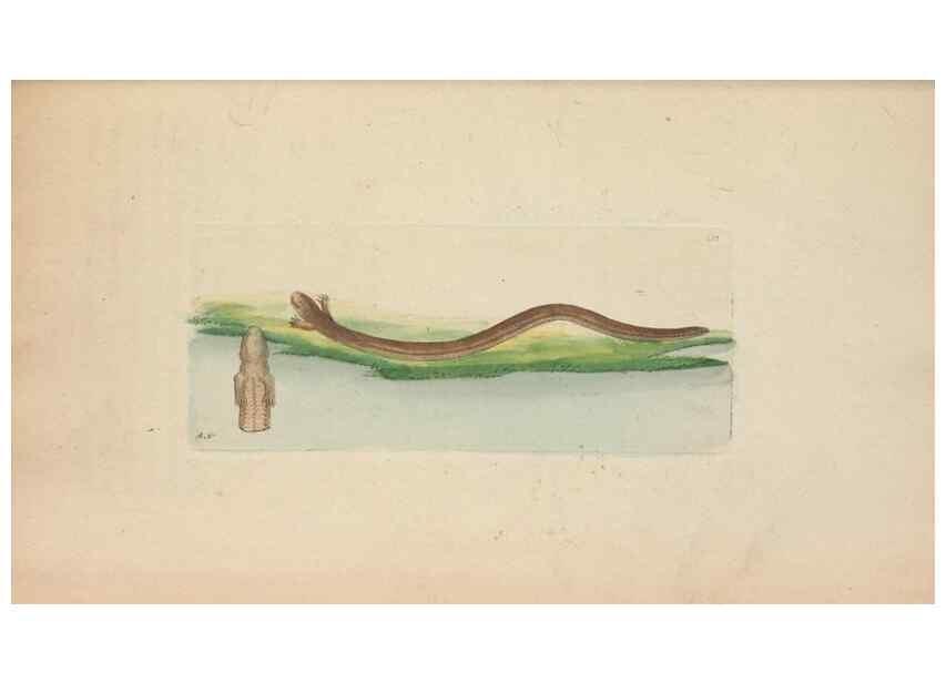Reproducción/Reproduction 30236801394: The naturalist's miscellany, or Coloured figures of natural objects. London :Printed for Nodder & Co.,1789-1813