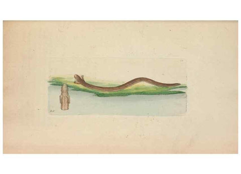 Reproducción/Reproduction 30236801394: The naturalist's miscellany, or Coloured figures of natural objects. London :Printed for Nodder & Co.,1789-1813