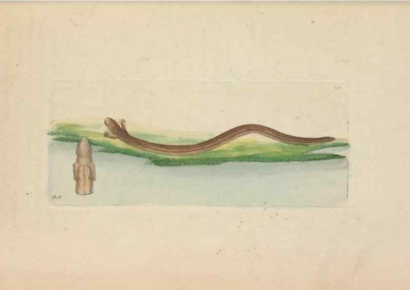Reproducción/Reproduction 30236801394: The naturalist's miscellany, or Coloured figures of natural objects. London :Printed for Nodder & Co.,1789-1813