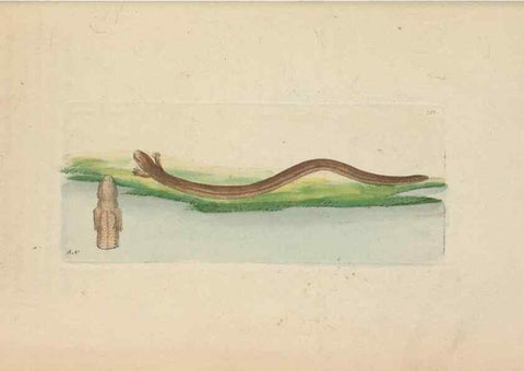 Reproducción/Reproduction 30236801394: The naturalist's miscellany, or Coloured figures of natural objects. London :Printed for Nodder & Co.,1789-1813
