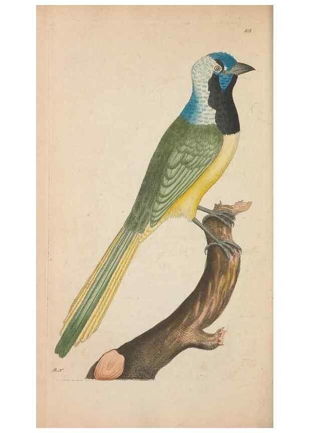 Reproducción/Reproduction 30236802264: The naturalist's miscellany, or Coloured figures of natural objects. London :Printed for Nodder & Co.,1789-1813