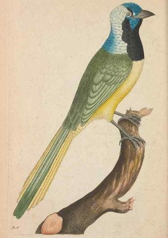 Reproducción/Reproduction 30236802264: The naturalist's miscellany, or Coloured figures of natural objects. London :Printed for Nodder & Co.,1789-1813