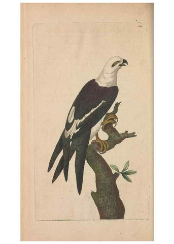 Reproducción/Reproduction 30869053325: The naturalist's miscellany, or Coloured figures of natural objects. London :Printed for Nodder & Co.,1789-1813