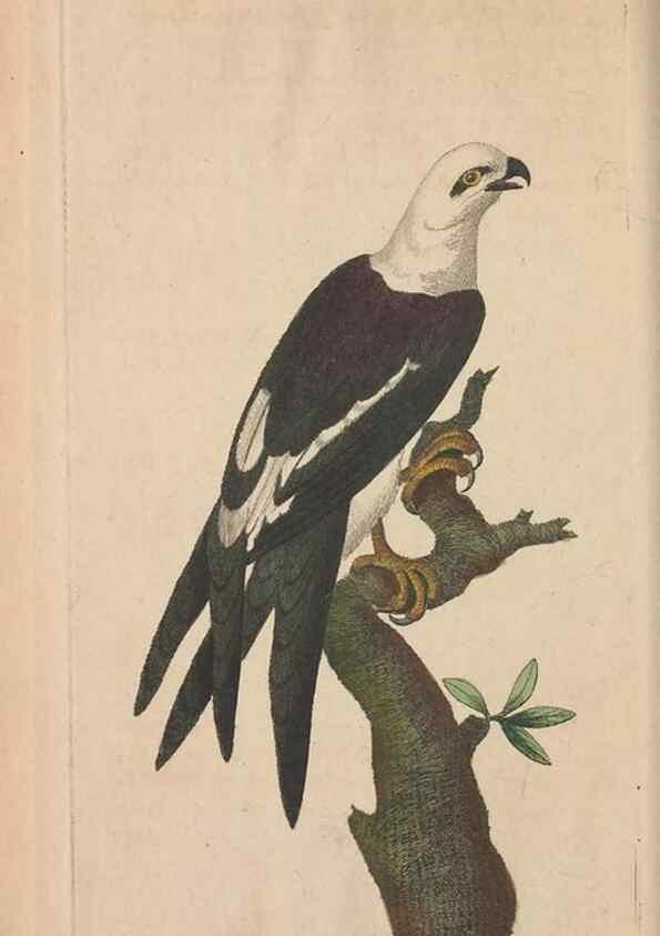 Reproducción/Reproduction 30869053325: The naturalist's miscellany, or Coloured figures of natural objects. London :Printed for Nodder & Co.,1789-1813