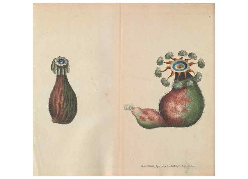 Reproducción/Reproduction 30233446953: The naturalist's miscellany, or Coloured figures of natural objects. London :Printed for Nodder & Co.,1789-1813