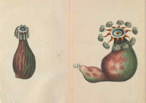 Reproducción/Reproduction 30233446953: The naturalist's miscellany, or Coloured figures of natural objects. London :Printed for Nodder & Co.,1789-1813
