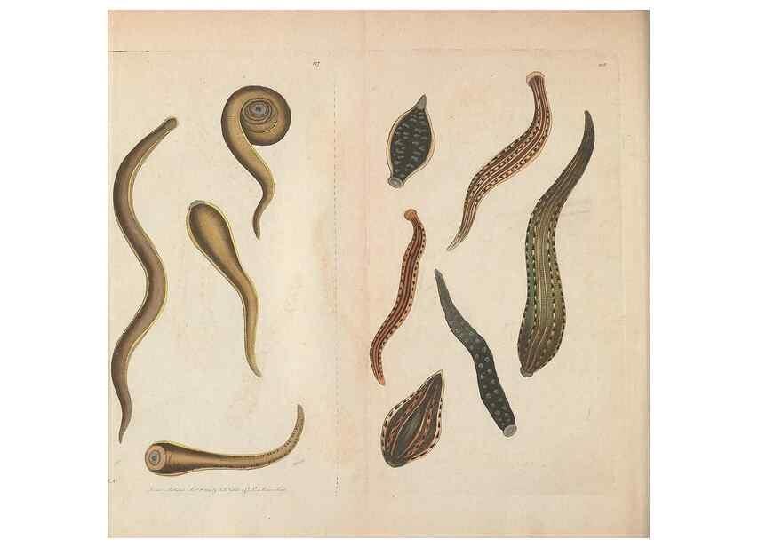 Reproducción/Reproduction 30752489252: The naturalist's miscellany, or Coloured figures of natural objects. London :Printed for Nodder & Co.,1789-1813