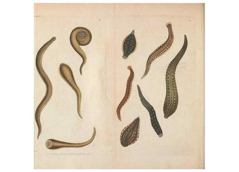 Reproducción/Reproduction 30752489252: The naturalist's miscellany, or Coloured figures of natural objects. London :Printed for Nodder & Co.,1789-1813