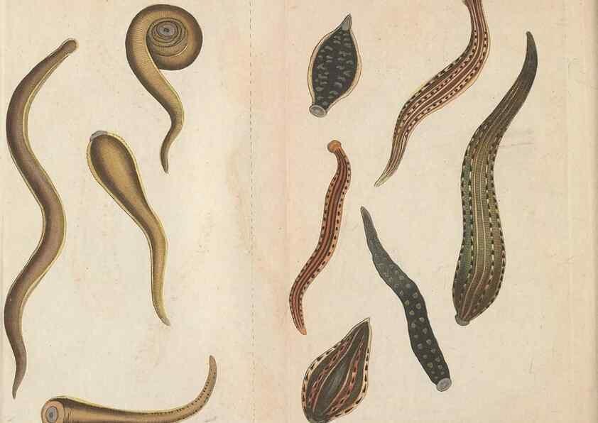 Reproducción/Reproduction 30752489252: The naturalist's miscellany, or Coloured figures of natural objects. London :Printed for Nodder & Co.,1789-1813