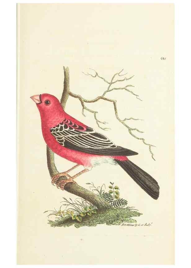 Reproducción/Reproduction 30781007141: The naturalist's miscellany, or Coloured figures of natural objects. London :Printed for Nodder & Co.,1789-1813