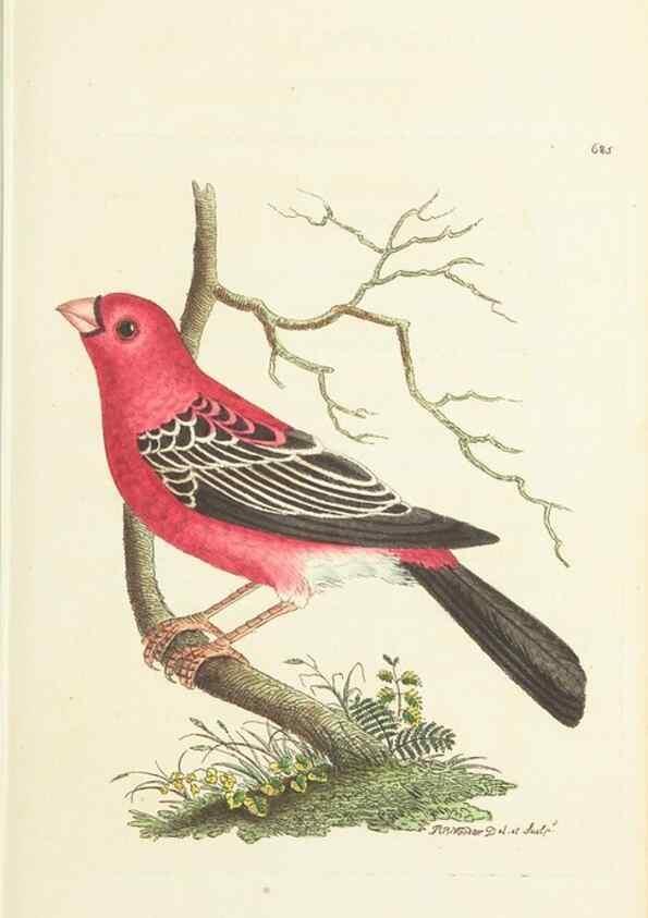 Reproducción/Reproduction 30781007141: The naturalist's miscellany, or Coloured figures of natural objects. London :Printed for Nodder & Co.,1789-1813