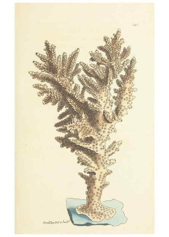Reproducción/Reproduction 30781008021: The naturalist's miscellany, or Coloured figures of natural objects. London :Printed for Nodder & Co.,1789-1813