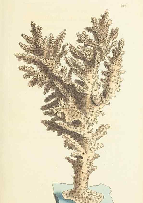 Reproducción/Reproduction 30781008021: The naturalist's miscellany, or Coloured figures of natural objects. London :Printed for Nodder & Co.,1789-1813