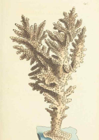 Reproducción/Reproduction 30781008021: The naturalist's miscellany, or Coloured figures of natural objects. London :Printed for Nodder & Co.,1789-1813