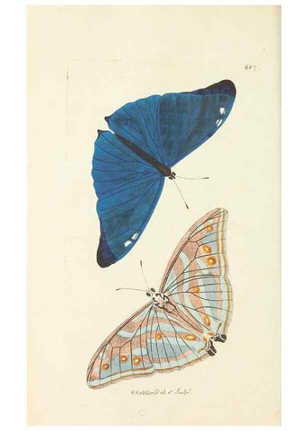 Reproducción/Reproduction 30781009271: The naturalist's miscellany, or Coloured figures of natural objects. London :Printed for Nodder & Co.,1789-1813