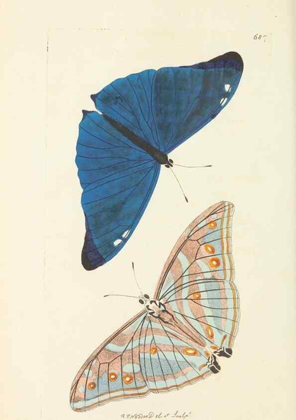Reproducción/Reproduction 30781009271: The naturalist's miscellany, or Coloured figures of natural objects. London :Printed for Nodder & Co.,1789-1813