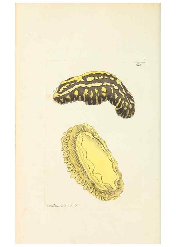 Reproducción/Reproduction 30781011101: The naturalist's miscellany, or Coloured figures of natural objects. London :Printed for Nodder & Co.,1789-1813