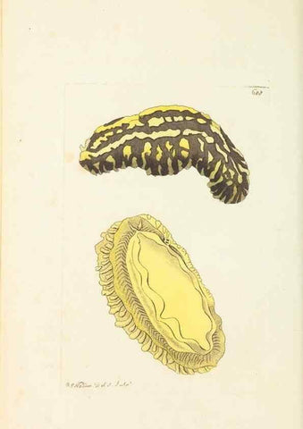 Reproducción/Reproduction 30781011101: The naturalist's miscellany, or Coloured figures of natural objects. London :Printed for Nodder & Co.,1789-1813