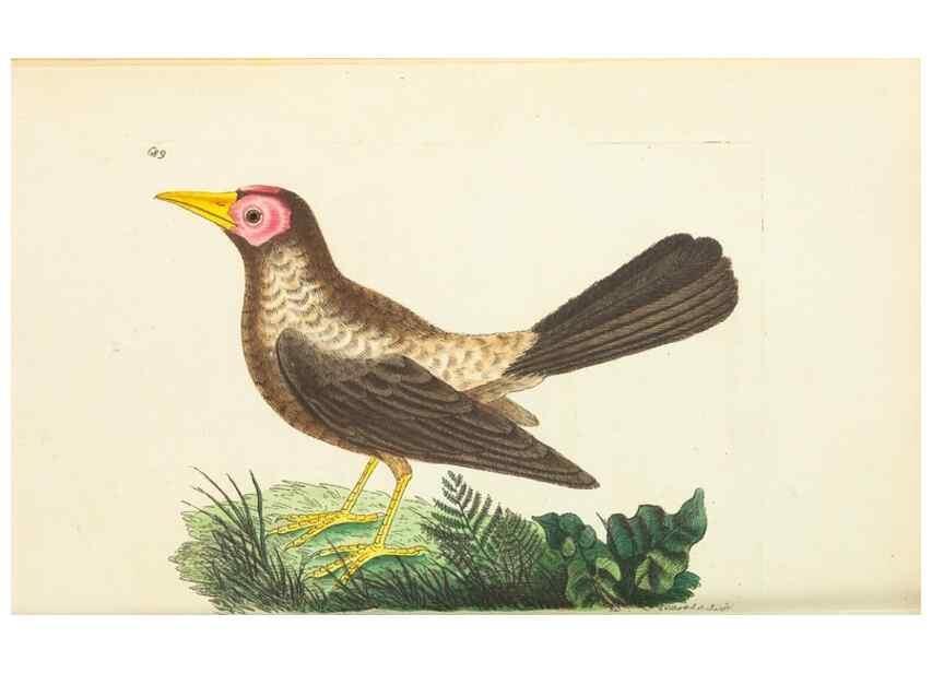 Reproducción/Reproduction 30752758372: The naturalist's miscellany, or Coloured figures of natural objects. London :Printed for Nodder & Co.,1789-1813