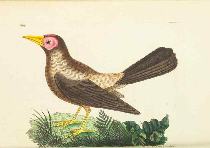 Reproducción/Reproduction 30752758372: The naturalist's miscellany, or Coloured figures of natural objects. London :Printed for Nodder & Co.,1789-1813
