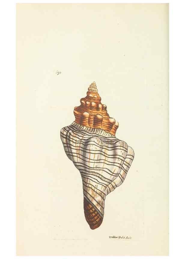 Reproducción/Reproduction 30233743043: The naturalist's miscellany, or Coloured figures of natural objects. London :Printed for Nodder & Co.,1789-1813
