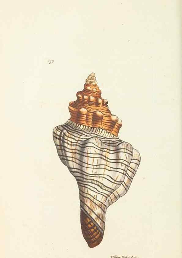 Reproducción/Reproduction 30233743043: The naturalist's miscellany, or Coloured figures of natural objects. London :Printed for Nodder & Co.,1789-1813