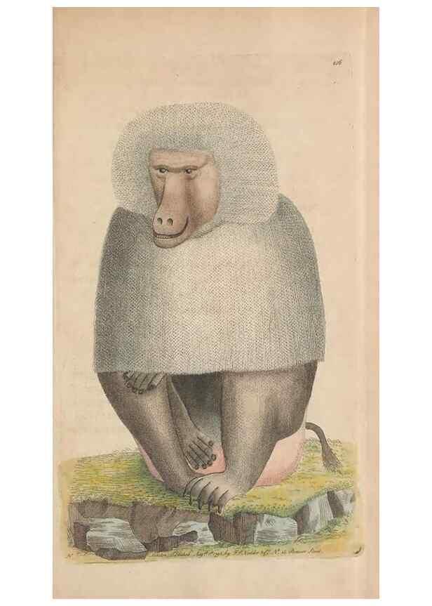 Reproducción/Reproduction 30236805404: The naturalist's miscellany, or Coloured figures of natural objects. London :Printed for Nodder & Co.,1789-1813