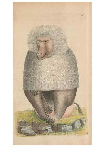 Reproducción/Reproduction 30236805404: The naturalist's miscellany, or Coloured figures of natural objects. London :Printed for Nodder & Co.,1789-1813
