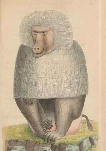 Reproducción/Reproduction 30236805404: The naturalist's miscellany, or Coloured figures of natural objects. London :Printed for Nodder & Co.,1789-1813