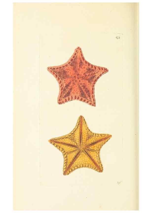 Reproducción/Reproduction 30791998986: The naturalist's miscellany, or Coloured figures of natural objects. London :Printed for Nodder & Co.,1789-1813