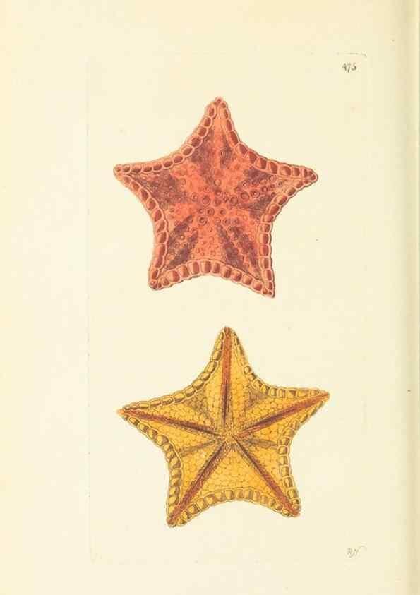 Reproducción/Reproduction 30791998986: The naturalist's miscellany, or Coloured figures of natural objects. London :Printed for Nodder & Co.,1789-1813