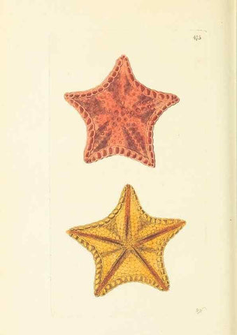 Reproducción/Reproduction 30791998986: The naturalist's miscellany, or Coloured figures of natural objects. London :Printed for Nodder & Co.,1789-1813