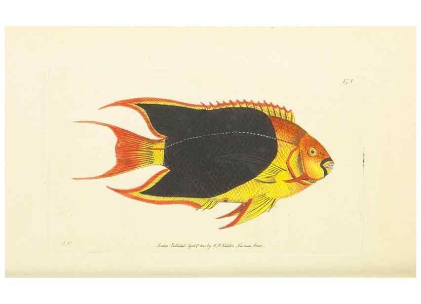 Reproducción/Reproduction 30527700240: The naturalist's miscellany, or Coloured figures of natural objects. London :Printed for Nodder & Co.,1789-1813