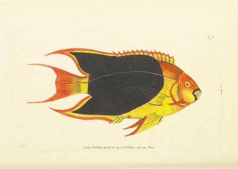 Reproducción/Reproduction 30527700240: The naturalist's miscellany, or Coloured figures of natural objects. London :Printed for Nodder & Co.,1789-1813
