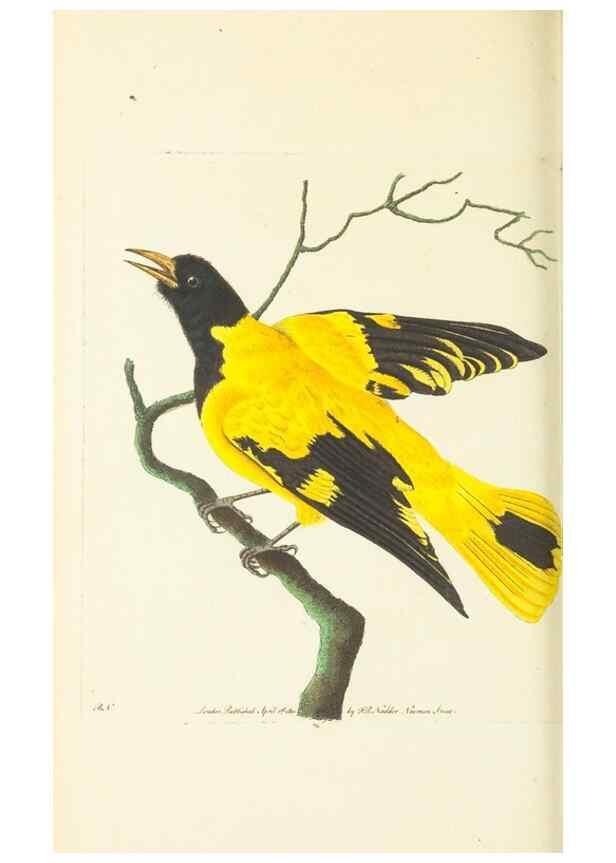 Reproducción/Reproduction 30740709611: The naturalist's miscellany, or Coloured figures of natural objects. London :Printed for Nodder & Co.,1789-1813
