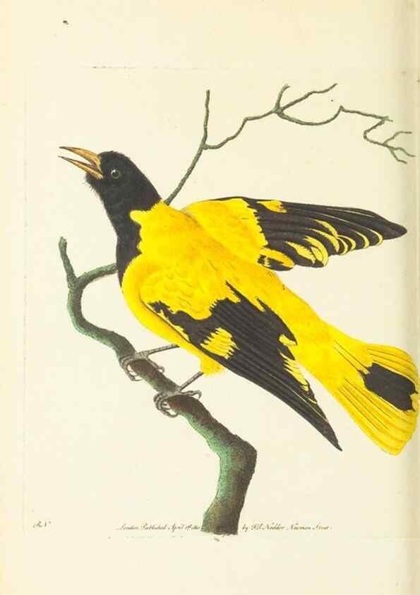 Reproducción/Reproduction 30740709611: The naturalist's miscellany, or Coloured figures of natural objects. London :Printed for Nodder & Co.,1789-1813
