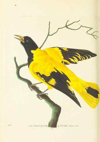 Reproducción/Reproduction 30740709611: The naturalist's miscellany, or Coloured figures of natural objects. London :Printed for Nodder & Co.,1789-1813