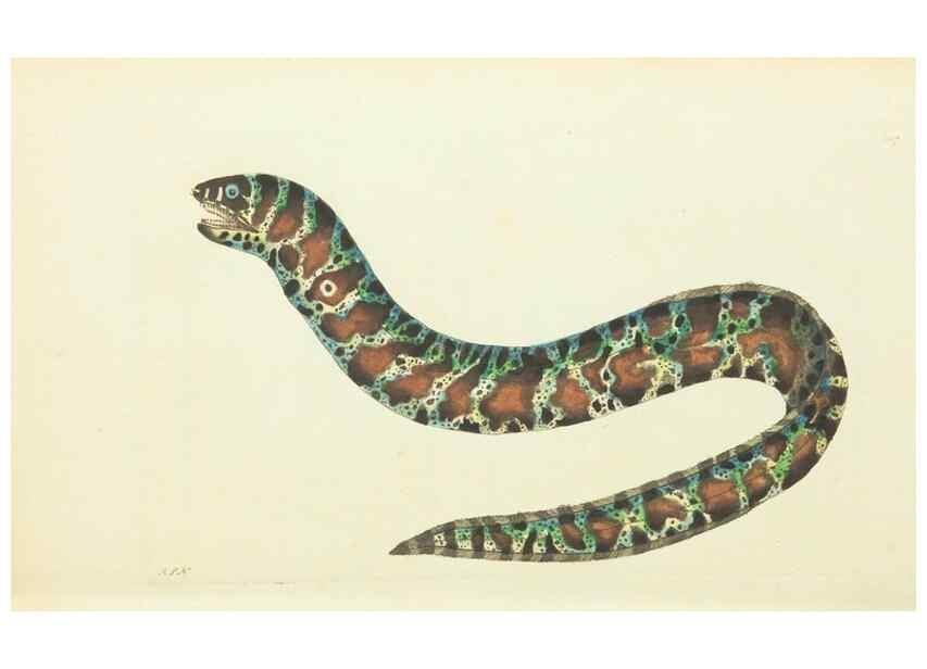 Reproducción/Reproduction 30745490225: The naturalist's miscellany, or Coloured figures of natural objects. London :Printed for Nodder & Co.,1789-1813