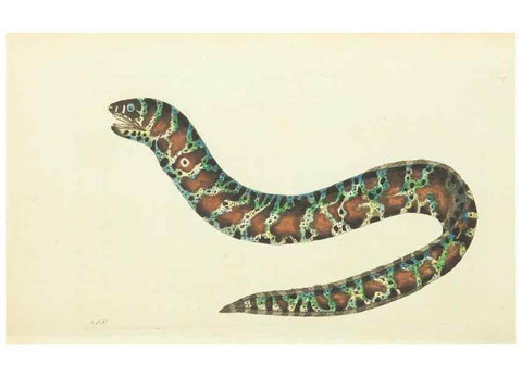 Reproducción/Reproduction 30745490225: The naturalist's miscellany, or Coloured figures of natural objects. London :Printed for Nodder & Co.,1789-1813