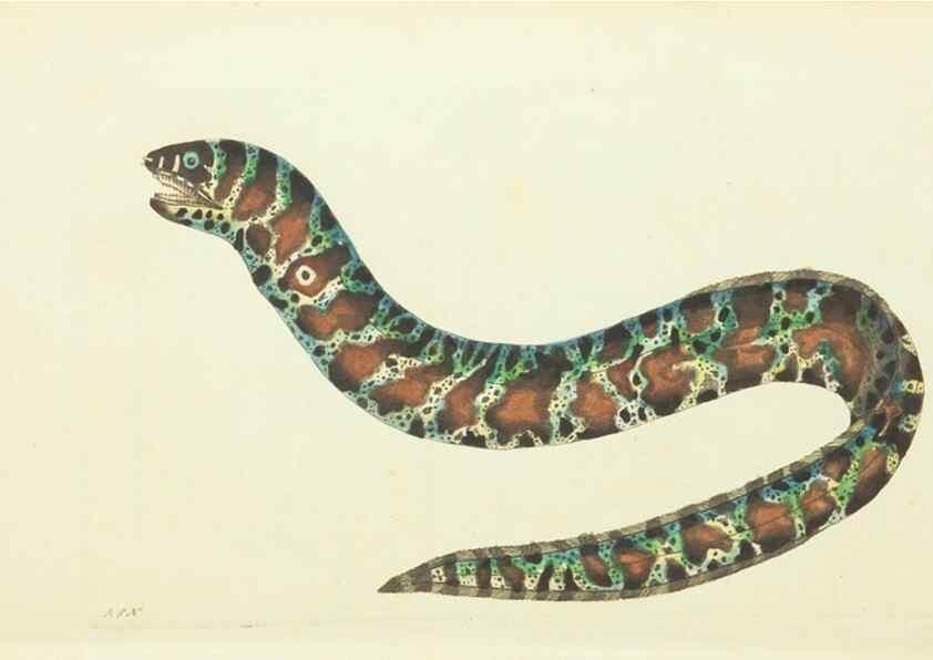 Reproducción/Reproduction 30745490225: The naturalist's miscellany, or Coloured figures of natural objects. London :Printed for Nodder & Co.,1789-1813