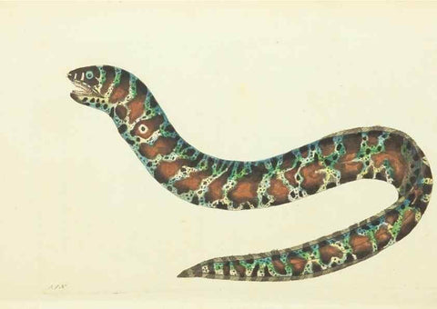 Reproducción/Reproduction 30745490225: The naturalist's miscellany, or Coloured figures of natural objects. London :Printed for Nodder & Co.,1789-1813
